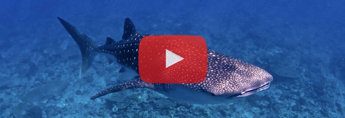 Whale Sharks of the Maldives