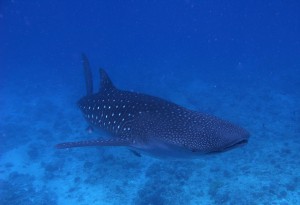 A whale shark form the Maldives
