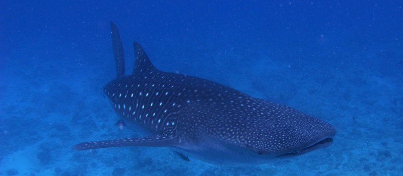 A whale shark form the Maldives